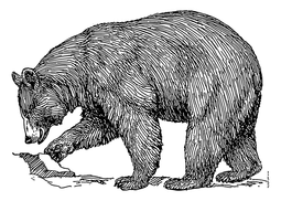 Hand-drawn illustration of a bear