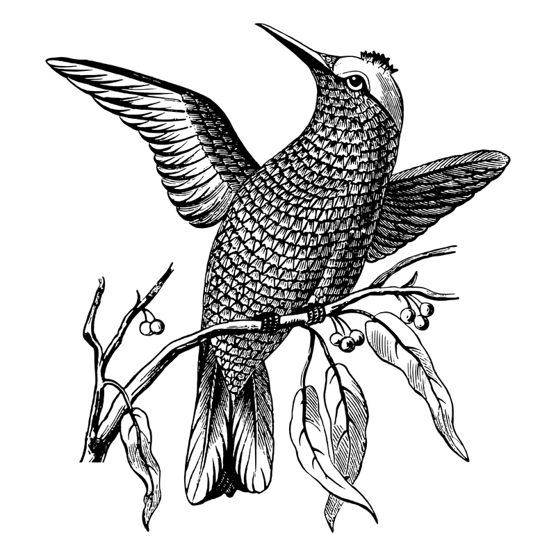 Illustration of a bird representing Google Drive backup and restore in Zoonote