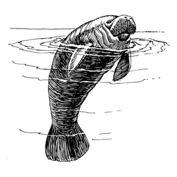 Hand-drawn illustration of a manatee