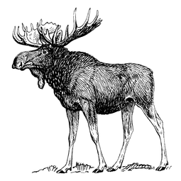 Hand-drawn illustration of a otter