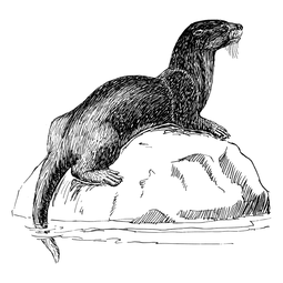 Hand-drawn illustration of a otter