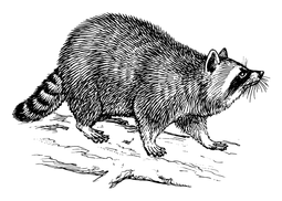 Hand-drawn illustration of a racoon