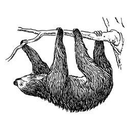 Hand-drawn illustration of a sloth being upside down from a branch